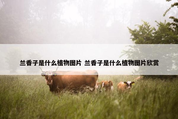 兰香子是什么植物图片 兰香子是什么植物图片欣赏