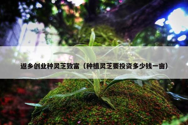 返乡创业种灵芝致富（种植灵芝要投资多少钱一亩）