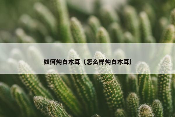 如何炖白木耳（怎么样炖白木耳）