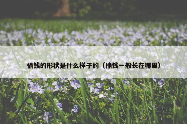 榆钱的形状是什么样子的（榆钱一般长在哪里）