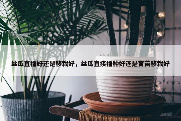 丝瓜直播好还是移栽好，丝瓜直接播种好还是育苗移栽好