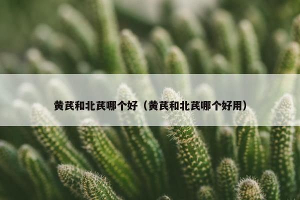 黄芪和北芪哪个好（黄芪和北芪哪个好用）