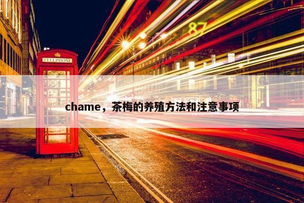 chame，茶梅的养殖方法和注意事项