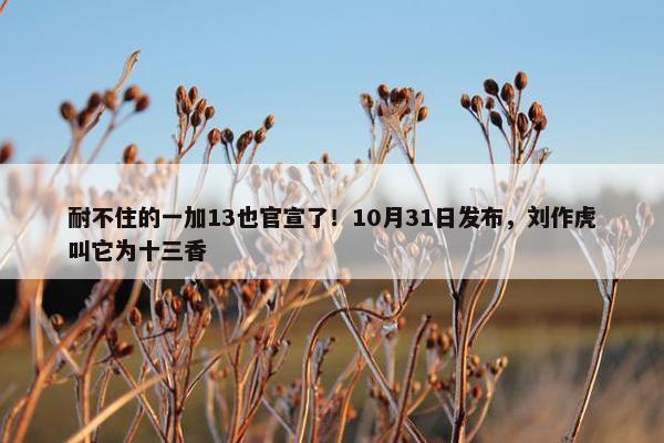 耐不住的一加13也官宣了！10月31日发布，刘作虎叫它为十三香